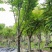 【麻楝】各种规格福建漳州基地直发欢迎合作洽谈