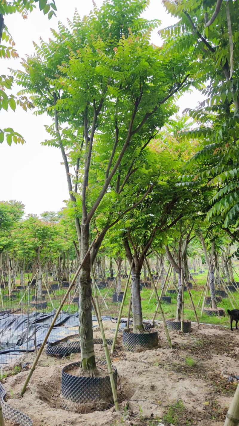 【麻楝】各种规格福建漳州基地直发欢迎合作洽谈