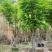 【麻楝】各种规格福建漳州基地直发欢迎合作洽谈