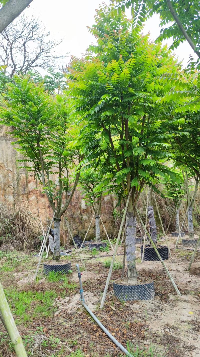 【麻楝】各种规格福建漳州基地直发欢迎合作洽谈