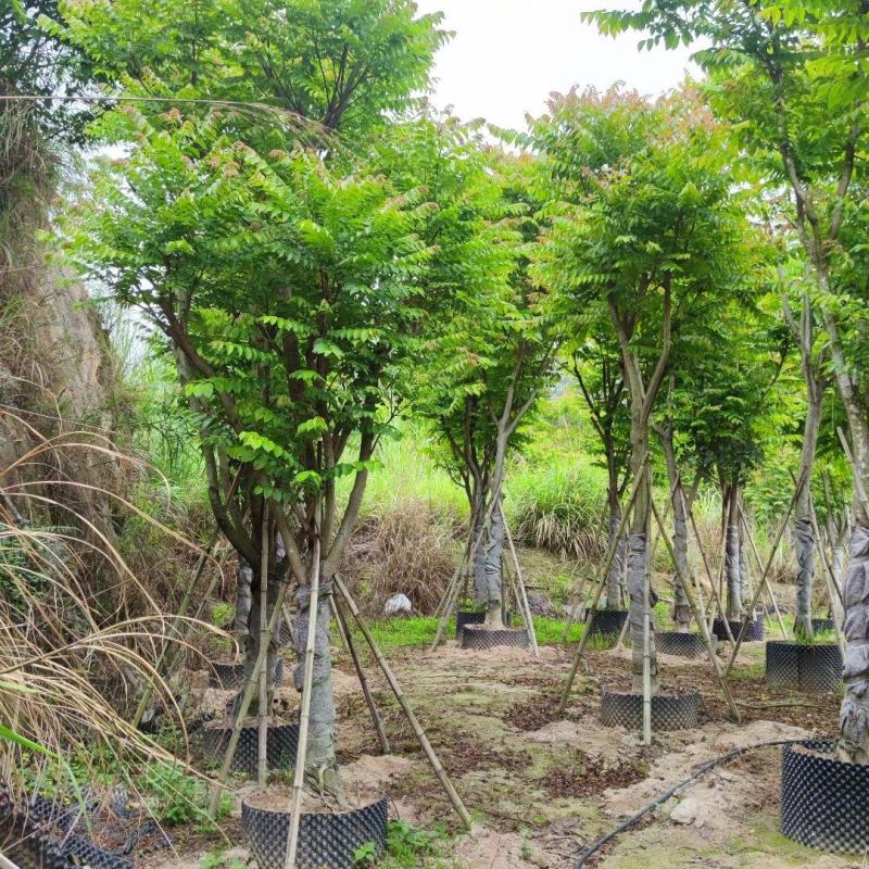 【麻楝】各种规格福建漳州基地直发欢迎合作洽谈