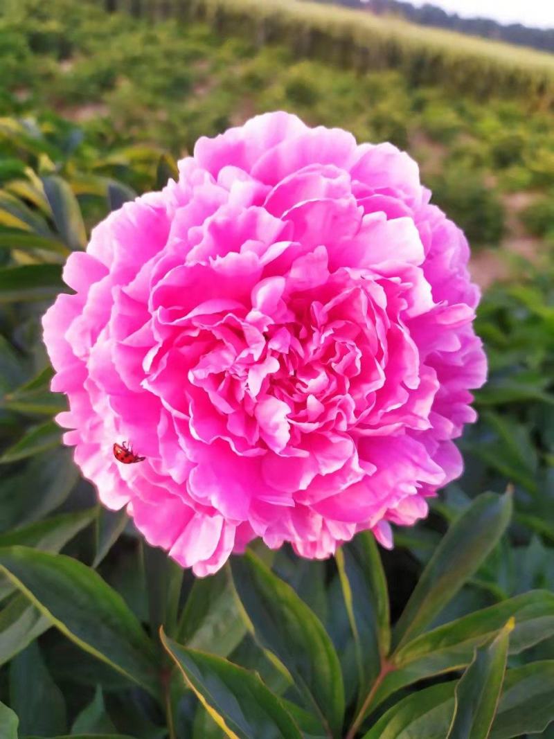～粉贵飘香～芍药鲜切花菏泽种植基地，自家花田现要现采