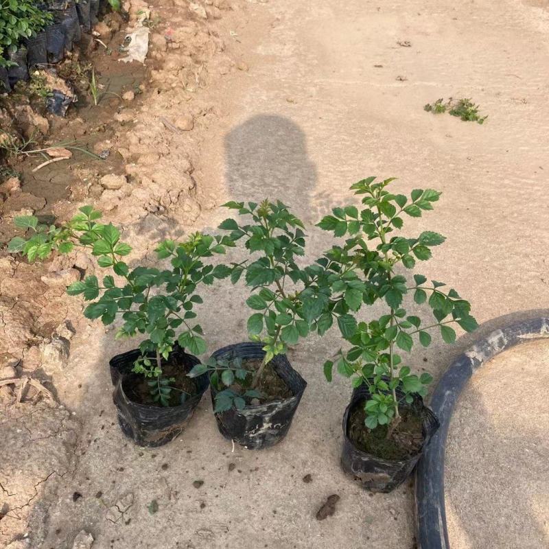 凌霄凌霄花紫威藤罗花女藏花大量供应