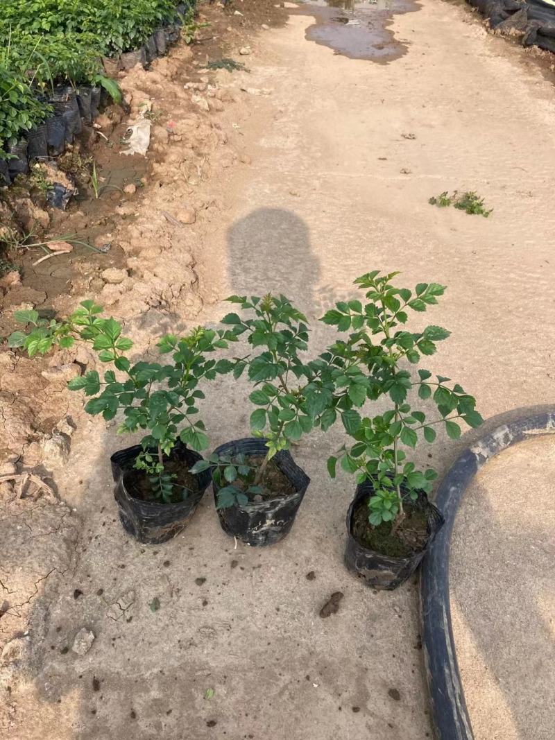 凌霄凌霄花紫威藤罗花女藏花大量供应