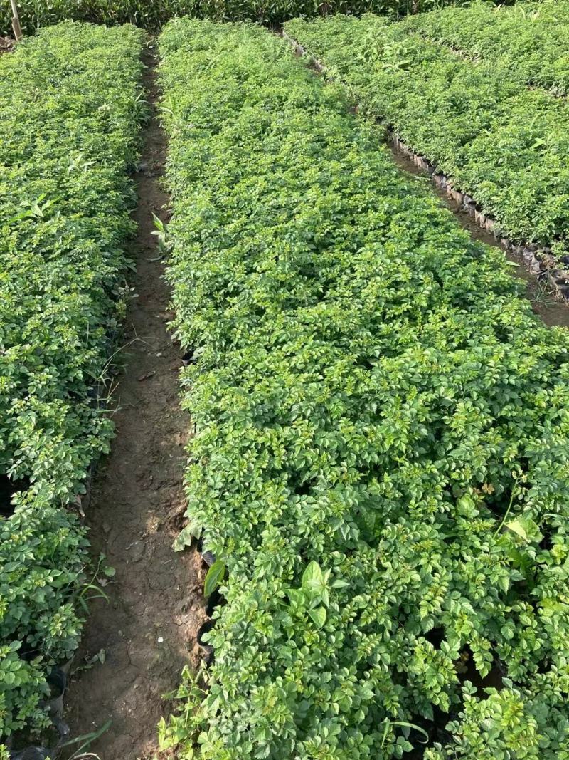 凌霄凌霄花紫威藤罗花女藏花大量供应