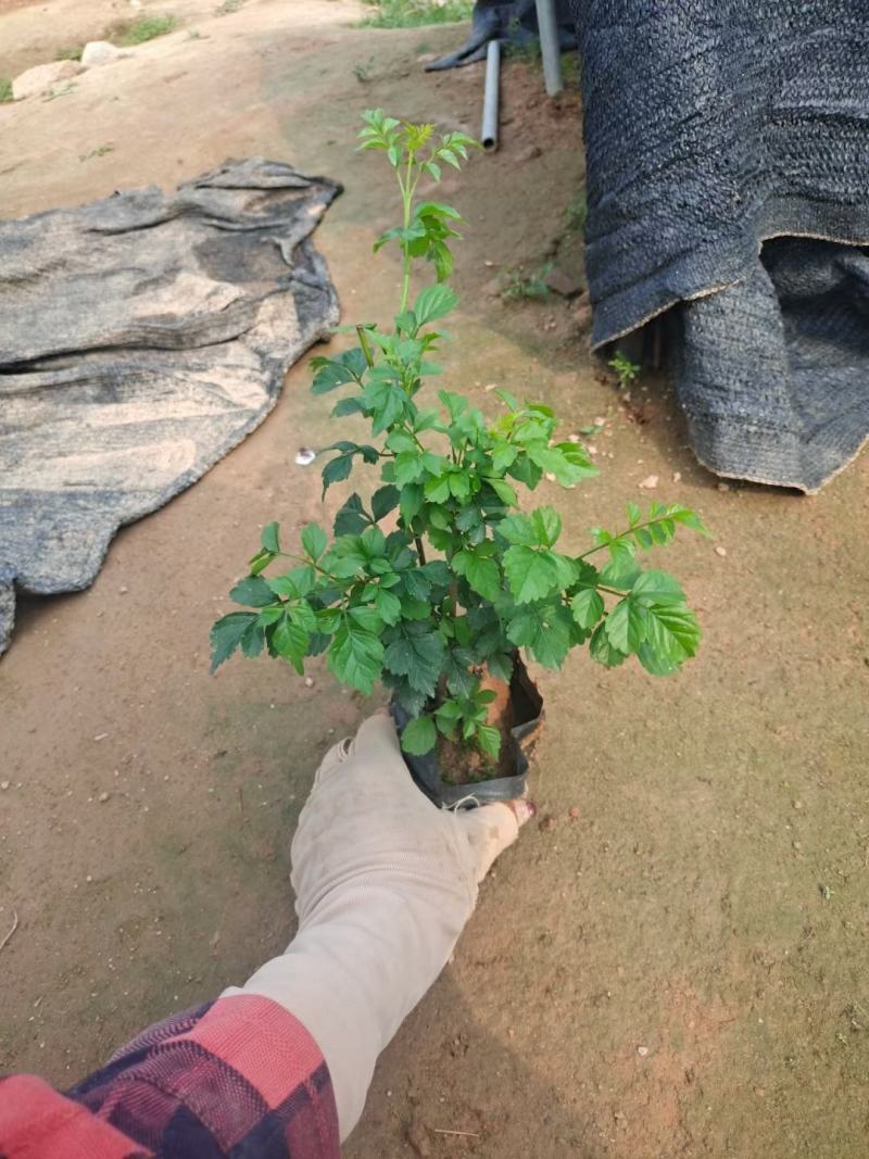 凌霄凌霄花紫威藤罗花女藏花大量供应