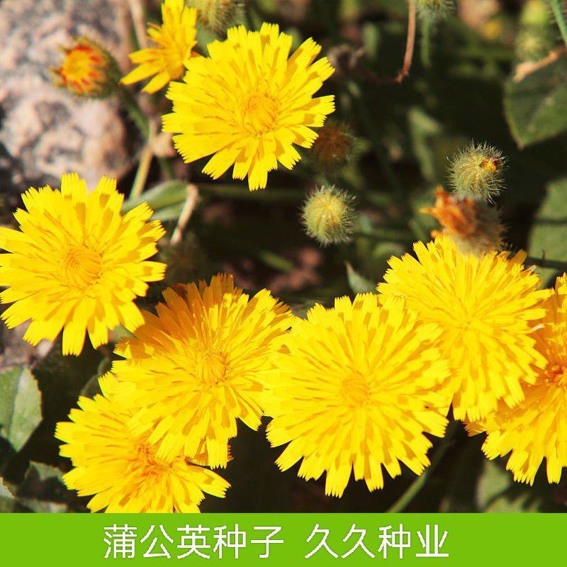 新产蒲公英种子野菜婆婆丁种子药用种子多年生种籽庭院四季