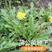 新产蒲公英种子野菜婆婆丁种子药用种子多年生种籽庭院四季