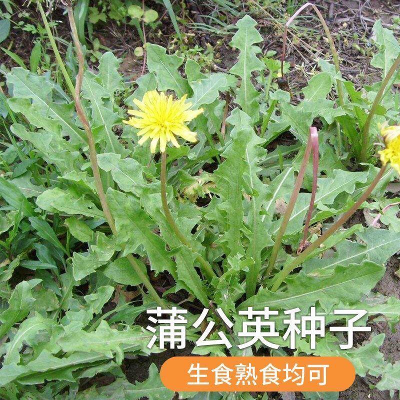 新产蒲公英种子野菜婆婆丁种子药用种子多年生种籽庭院四季