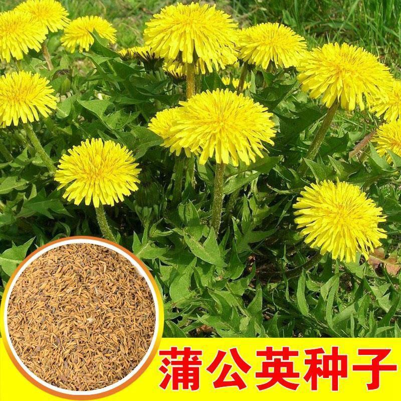 新产蒲公英种子野菜婆婆丁种子药用种子多年生种籽庭院四季