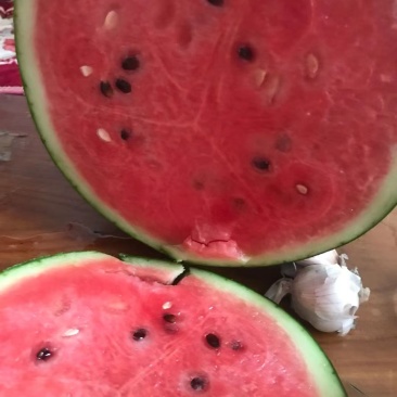 闫良嫁接甜王西瓜以熟