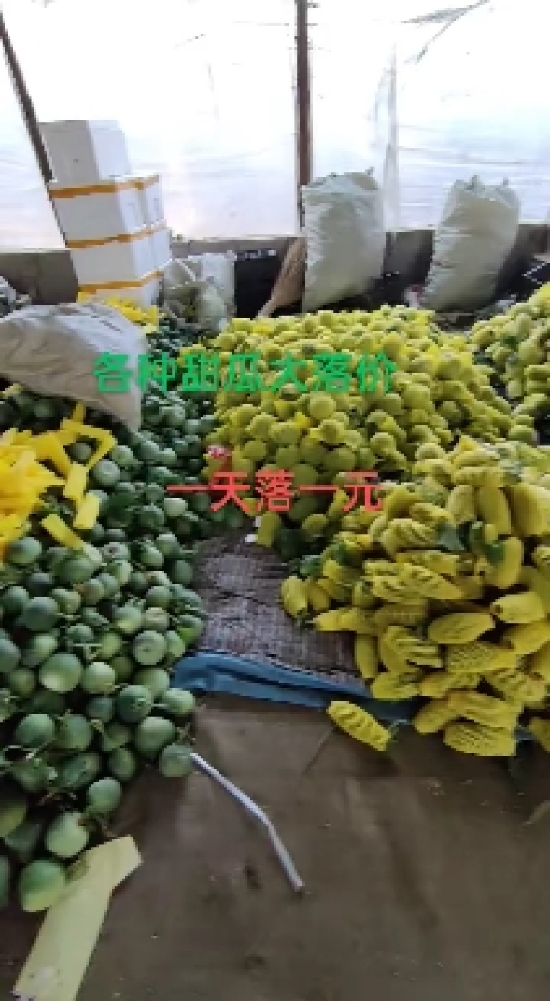 【产地直供一手货源】甜瓜蜜宝甜瓜精品诚实守信合作共赢