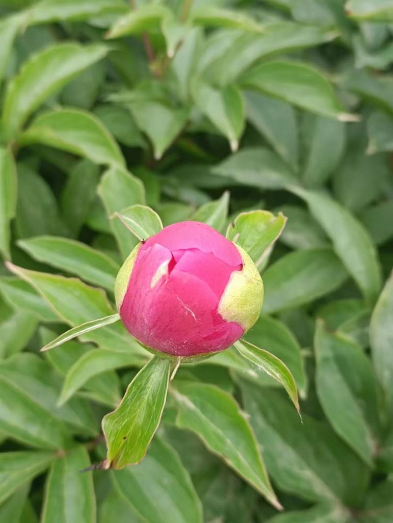 ～高杆红～芍药鲜切花菏泽种植基地，自家花田现要现采