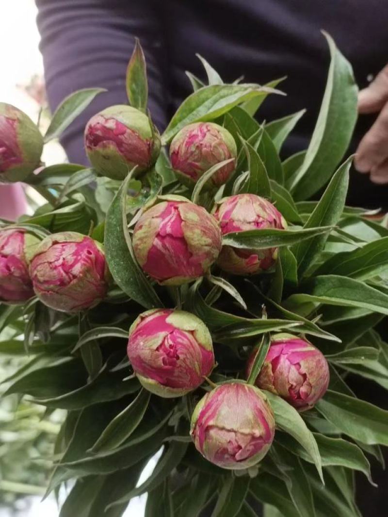 ～高杆红～芍药鲜切花菏泽种植基地，自家花田现要现采