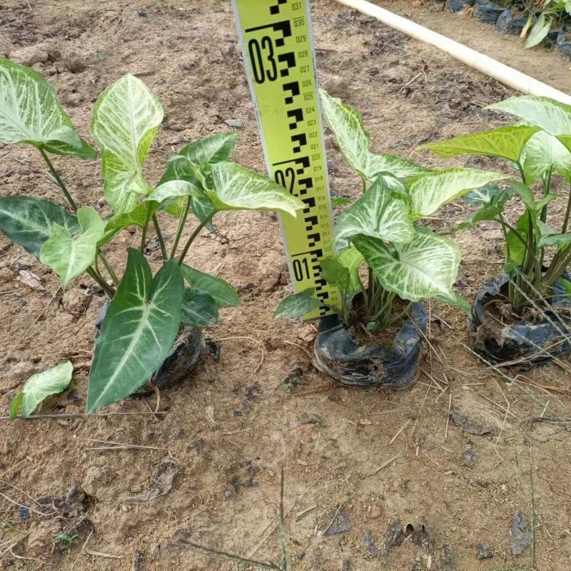 合果芋白蝴蝶紫梗芋场地直销大量供应欢迎咨询