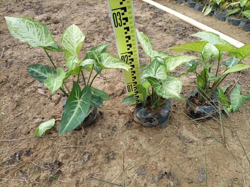 合果芋白蝴蝶紫梗芋场地直销大量供应欢迎咨询