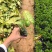合果芋白蝴蝶紫梗芋场地直销大量供应欢迎咨询