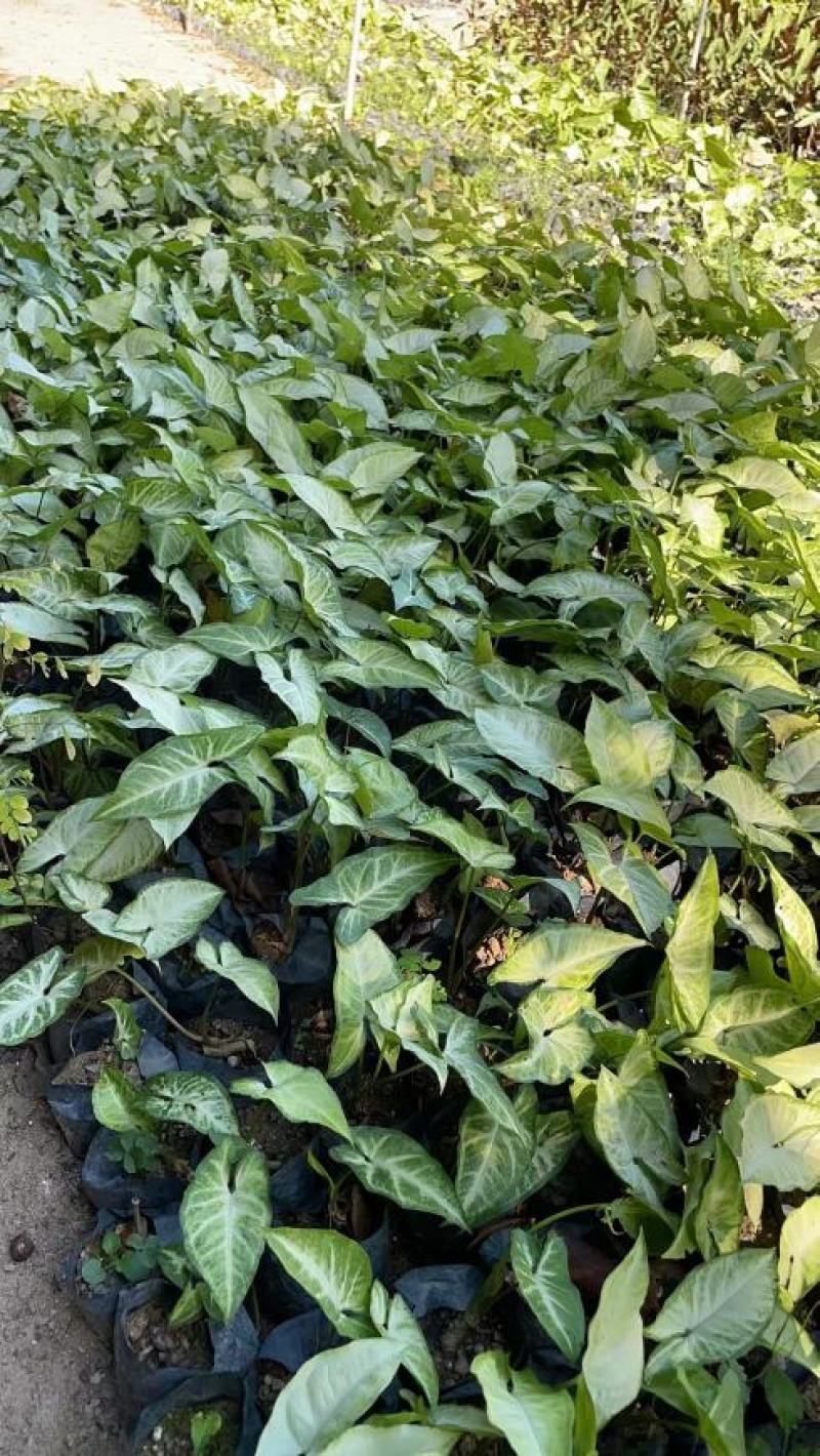 合果芋白蝴蝶紫梗芋场地直销大量供应欢迎咨询