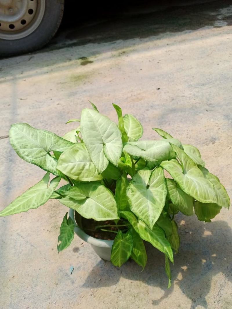 合果芋白蝴蝶紫梗芋场地直销大量供应欢迎咨询