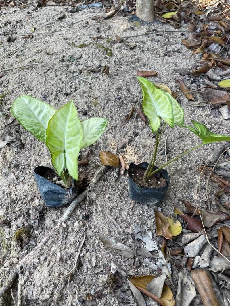 合果芋白蝴蝶紫梗芋场地直销大量供应欢迎咨询