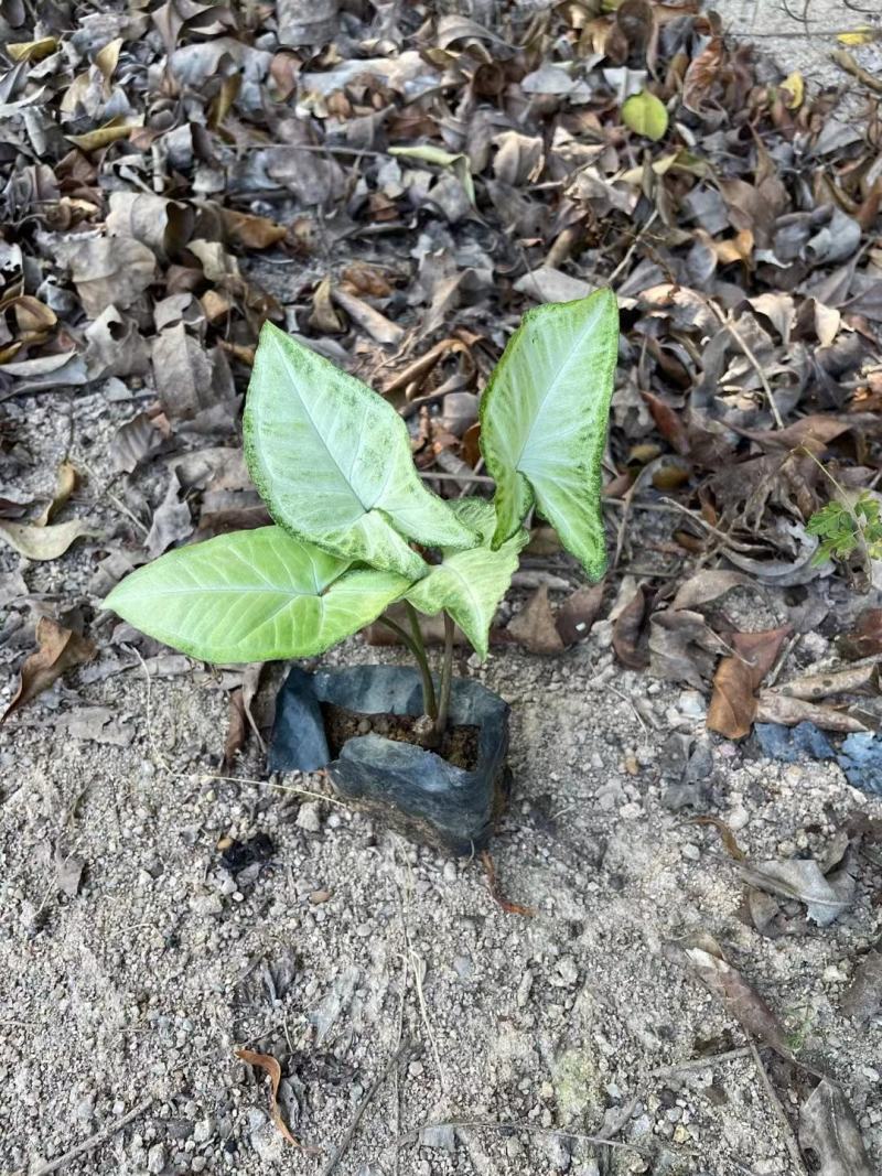 合果芋白蝴蝶紫梗芋场地直销大量供应欢迎咨询