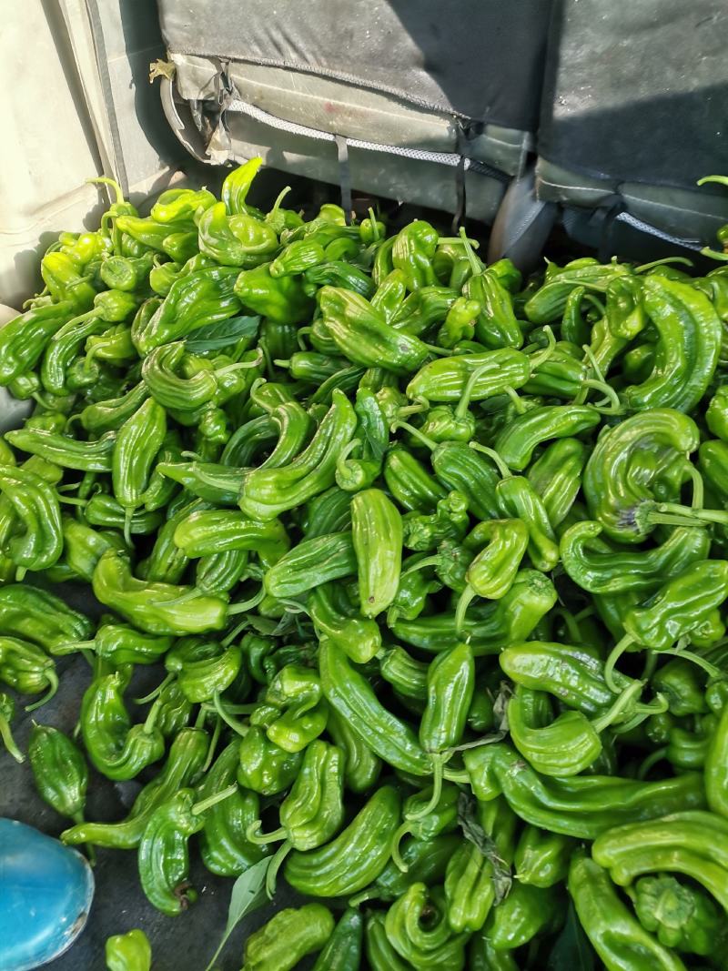 鲜辣椒，