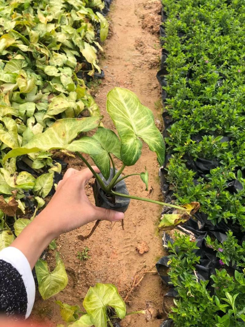 合果芋白蝴蝶紫梗芋场地直销大量供应欢迎咨询