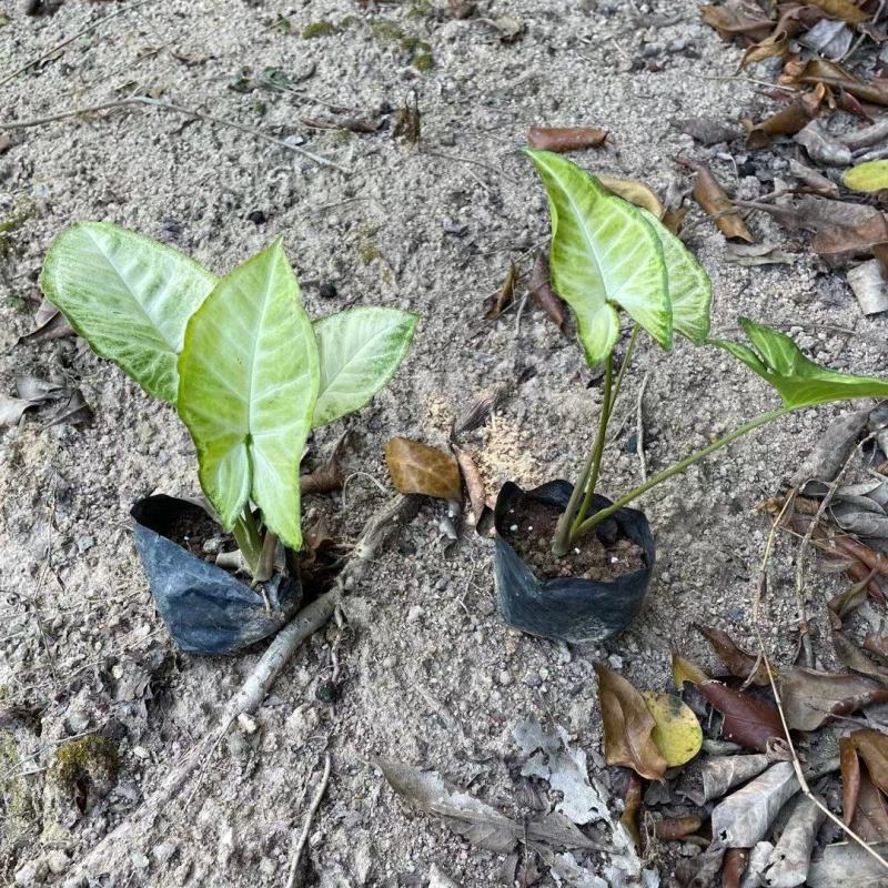 合果芋白蝴蝶紫梗芋场地直销大量供应欢迎咨询