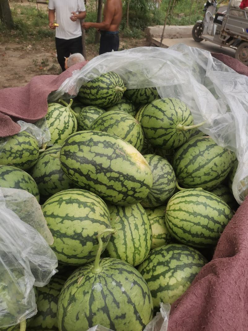 s早春红玉大量上市，基地直供产地代办全国代发保质保量