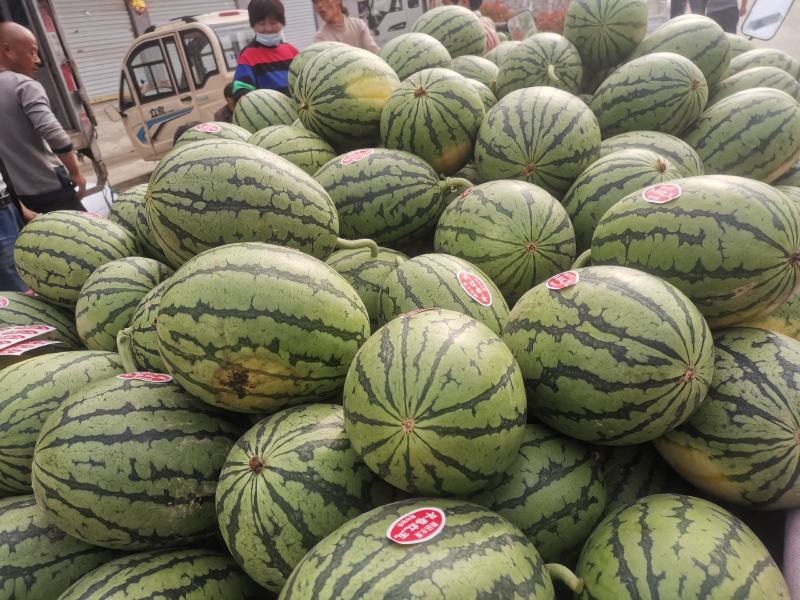 s早春红玉大量上市，基地直供产地代办全国代发保质保量