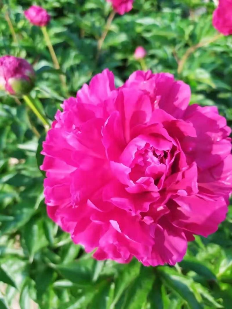 ～红峰～芍药鲜切花菏泽种植基地，自家花田现要现采