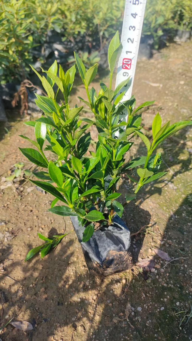 小叶栀子花各种规格场地直销大量供应欢迎咨询