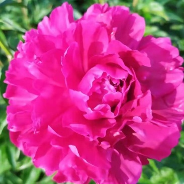 ～高杆红～芍药鲜切花菏泽种植基地，自家花田现要现采