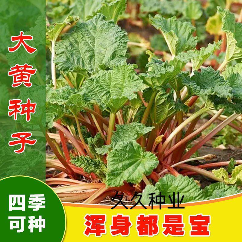 春夏播纯新大黄种子中草药材农作物产量高抗病掌叶大黄中草药