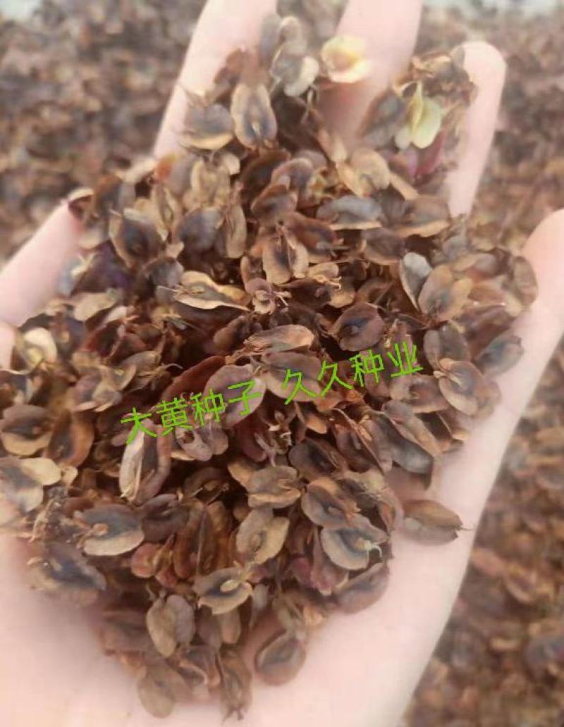 春夏播纯新大黄种子中草药材农作物产量高抗病掌叶大黄中草药