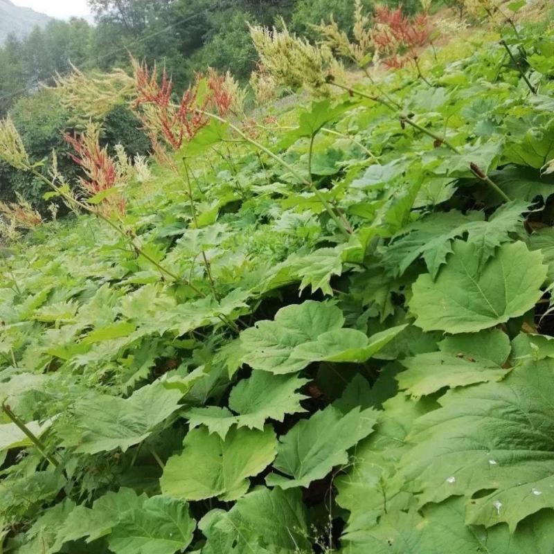 春夏播纯新大黄种子中草药材农作物产量高抗病掌叶大黄中草药