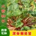 春夏播纯新大黄种子中草药材农作物产量高抗病掌叶大黄中草药