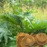 春夏播纯新大黄种子中草药材农作物产量高抗病掌叶大黄中草药