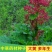 春夏播纯新大黄种子中草药材农作物产量高抗病掌叶大黄中草药