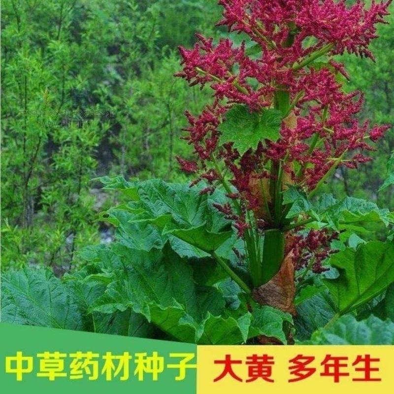 春夏播纯新大黄种子中草药材农作物产量高抗病掌叶大黄中草药