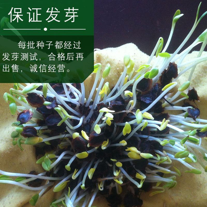春夏播纯新大黄种子中草药材农作物产量高抗病掌叶大黄中草药