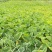春夏播纯新大黄种子中草药材农作物产量高抗病掌叶大黄中草药