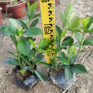 大叶栀子花各种规格福建漳州基地直发欢迎合作洽谈