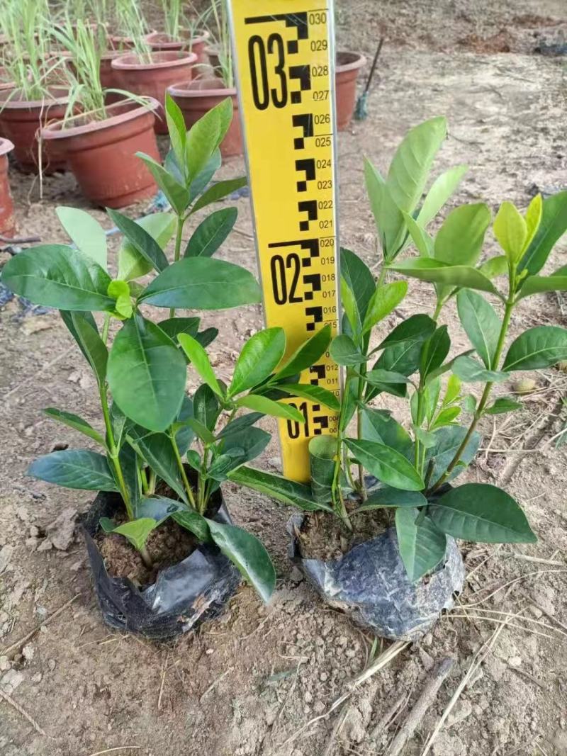 大叶栀子花各种规格福建漳州基地直发欢迎合作洽谈