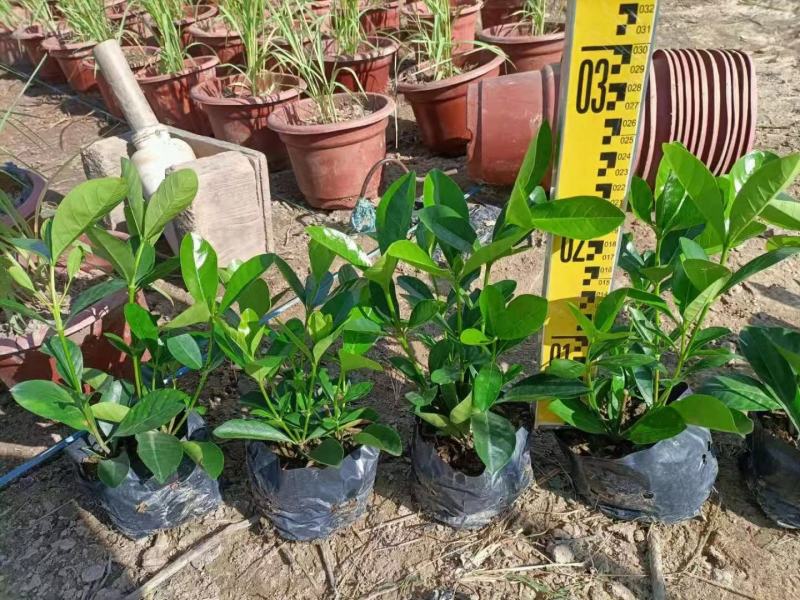 大叶栀子花各种规格福建漳州基地直发欢迎合作洽谈