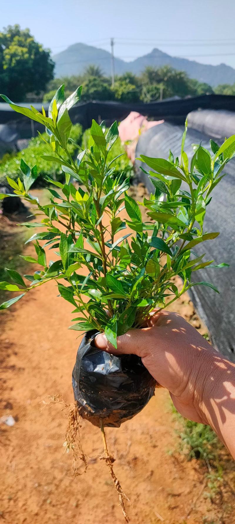大叶栀子花各种规格福建漳州基地直发欢迎合作洽谈