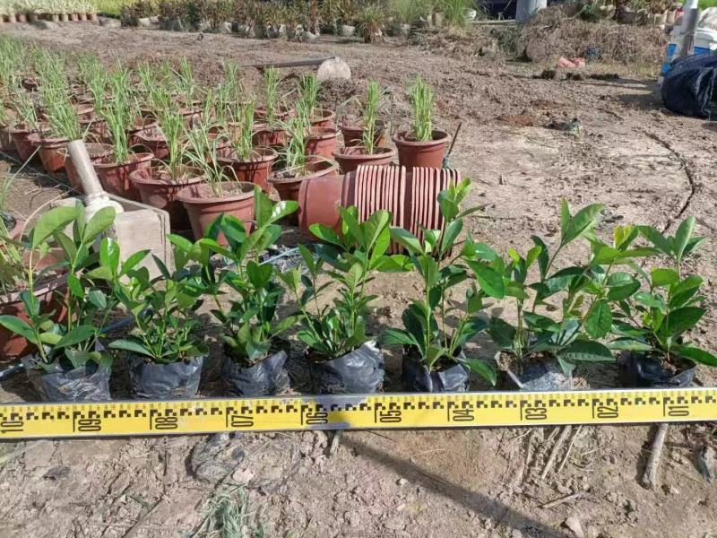 大叶栀子花各种规格福建漳州基地直发欢迎合作洽谈
