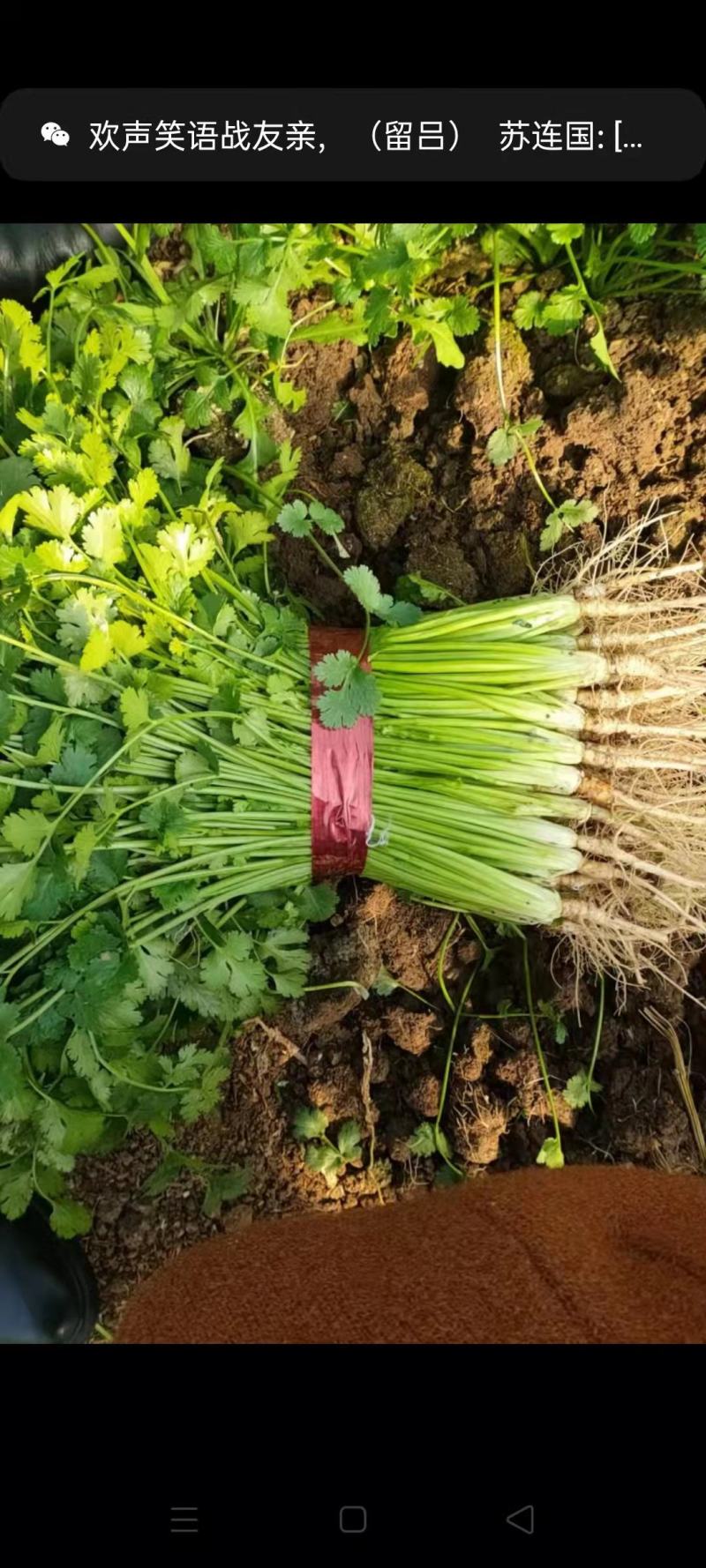 捆把菠菜散菠菜需要的老板联系