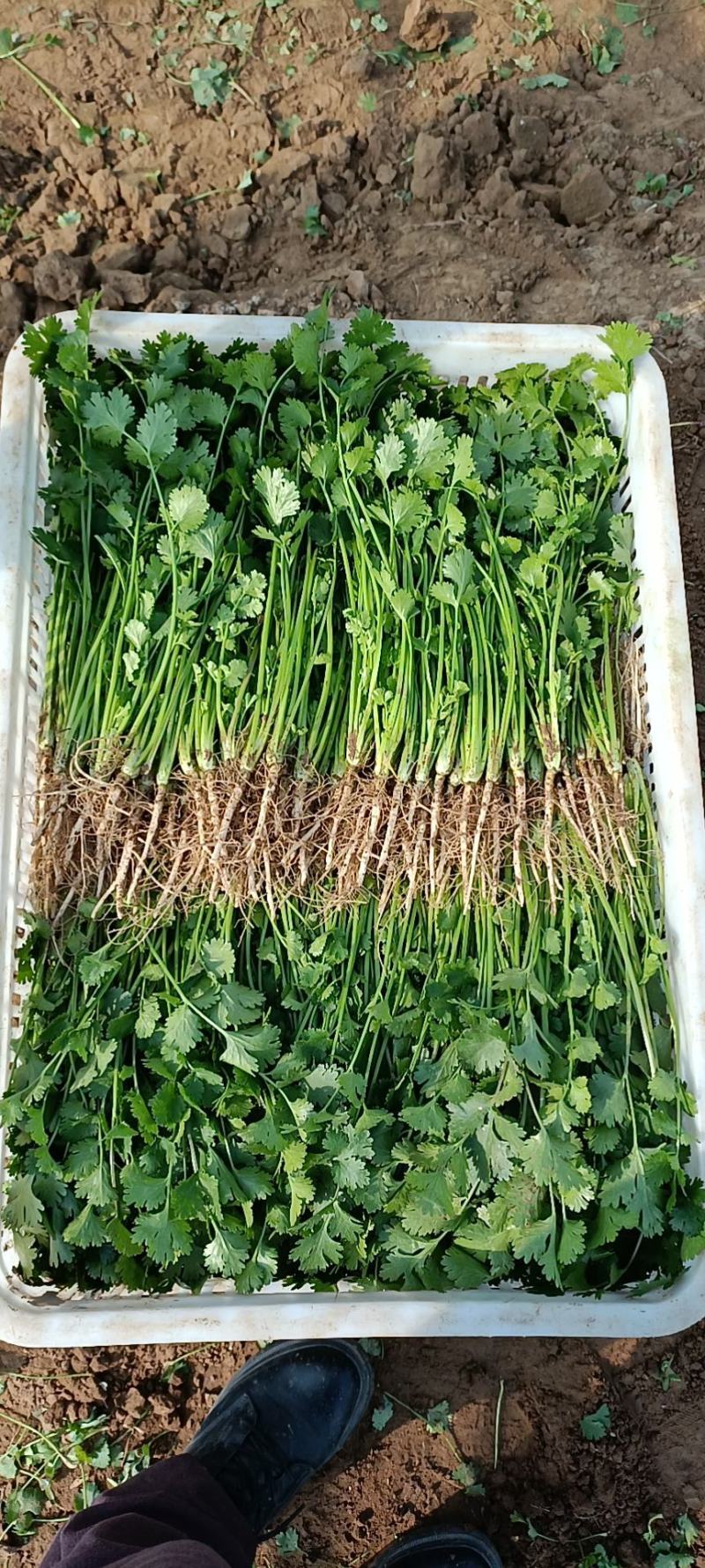 捆把菠菜散菠菜需要的老板联系