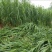 新型皇竹草牧草种子南方北方多年生四季高产猪牛羊鸡鸭鹅鱼兔